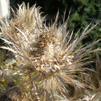 eryngium_alpinum3md (Eryngium alpinum)