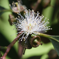 eucalyptus_perriniana3md (Eucalyptus perriniana)