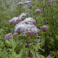 eupatorium_cannabinum1md (Eupatorium cannabinum)