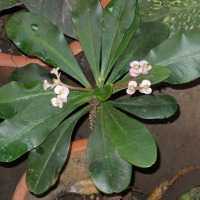 euphorbia_milii_rosea1md