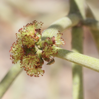 Euphorbia tirucalli (Euphorbe, Bois de lait)