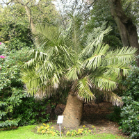 Jubaea chilensis (Jubée, Palmier du Chili)