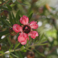 leptospermum_scoparium2md