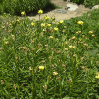Lilium pyrenaicum (Lis des Pyrénées)