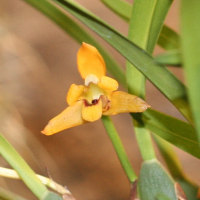 maxillaria_variabilis2md