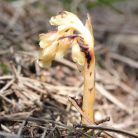 monotropa_hypopitys4bmd