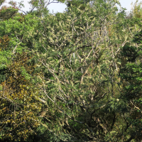 Oreopanax xalapensis (Oreopanax)