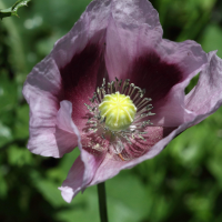 papaver_somniferum5bd