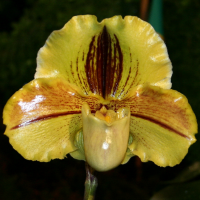 paphiopedilum_lippewunder2sd