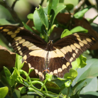 papilio_polyxenes_stabilis2bd