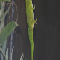 phelsuma_madagascariensis2bd