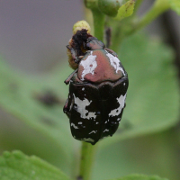 Protaetia aurichalcea (Cétoine, Bébête l'argent)