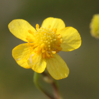 ranunculus_ophioglossifolius3md