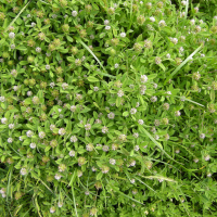Trifolium maritimum (Trèfle écailleux)