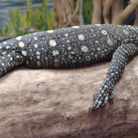 Varanus salvadorii (Varan de Nouvelle-Guinée, varan papou, varan crocodile)