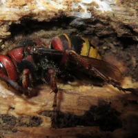 vespa_crabro10md (Vespa crabro)