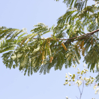 acacia_muricata3md (Acacia muricata)
