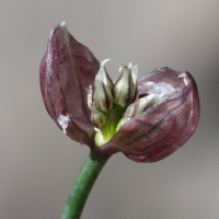 allium_schoenoprasum6bd (Allium schoenoprasum)