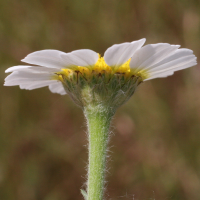 anthemis_arvensis2md (Anthemis arvensis)