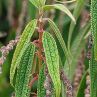 boehmeria_penduliflora5md (Boehmeria penduliflora)