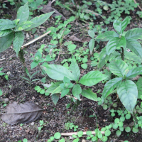 Carapichea ipecacuanha (Ipéca, Ipeca, Ipécacuana)