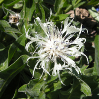 centaurea_fischeri1md (Centaurea fischeri)