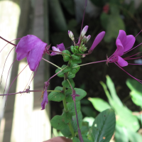 cleome_parviflora1md