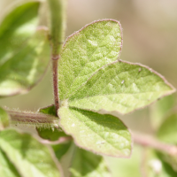 cleome_viscosa6md (Cleome viscosa)