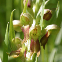 coeloglossum_viride4bbd (Dactylorhiza viridis)