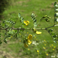 Colutea arborescens (Baguenaudier)