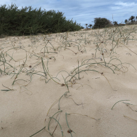 cyperus_capitatus2md (Cyperus capitatus)