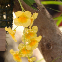 dendrobium_ejirii2bd (Dendrobium ejirii)