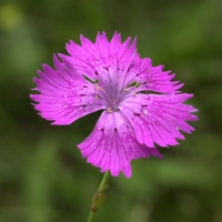 dianthus_seguieri_pseudocollinus2md (Dianthus seguieri ssp. pseudocollinus)