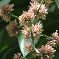 dracaena_fragrans3bd