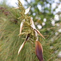 elegia_capensis3md (Elegia capensis)