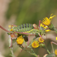 ephippiger_ephippiger5bd (Ephippiger diurnus)