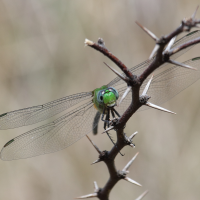 erythemis_vesiculosa5sd