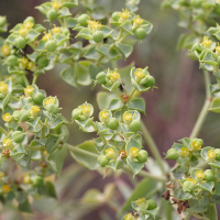 Euphorbia dendroides (Euphorbe arborescente)