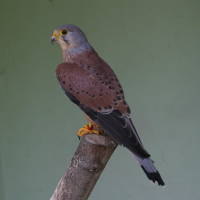 Falco tinnunculus (Faucon crécerelle)