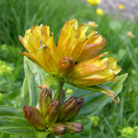 gentiana_punctata2md