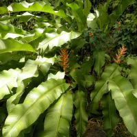 Heliconia wagneriana (Héliconia de Wagner, Balisier)