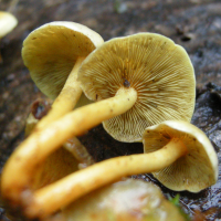 hypholoma_fasciculare4md