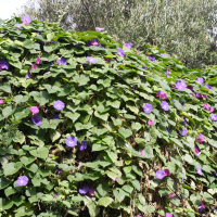 Ipomoea indica (Ipomée des jardins, Volubilis des jardins, Liseron bleu, Liseron pourpre)