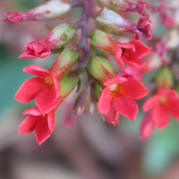 kalanchoe_blossfeldiana2md