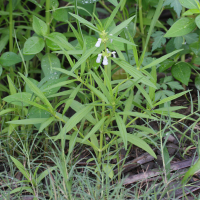 Leucas lavandulifolia (Leucas à feuilles de lavande)
