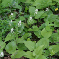 Maianthemum bifolium (Maianthème, Petit muguet)