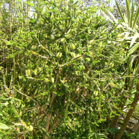 Melaleuca diosmifolia (Melaleuca aux fleurs vertes)