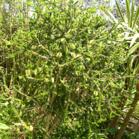 melaleuca_diosmifolia1md