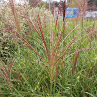 miscanthus_sinensis_zebrinus5md