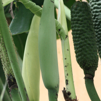 monstera_deliciosa4bd